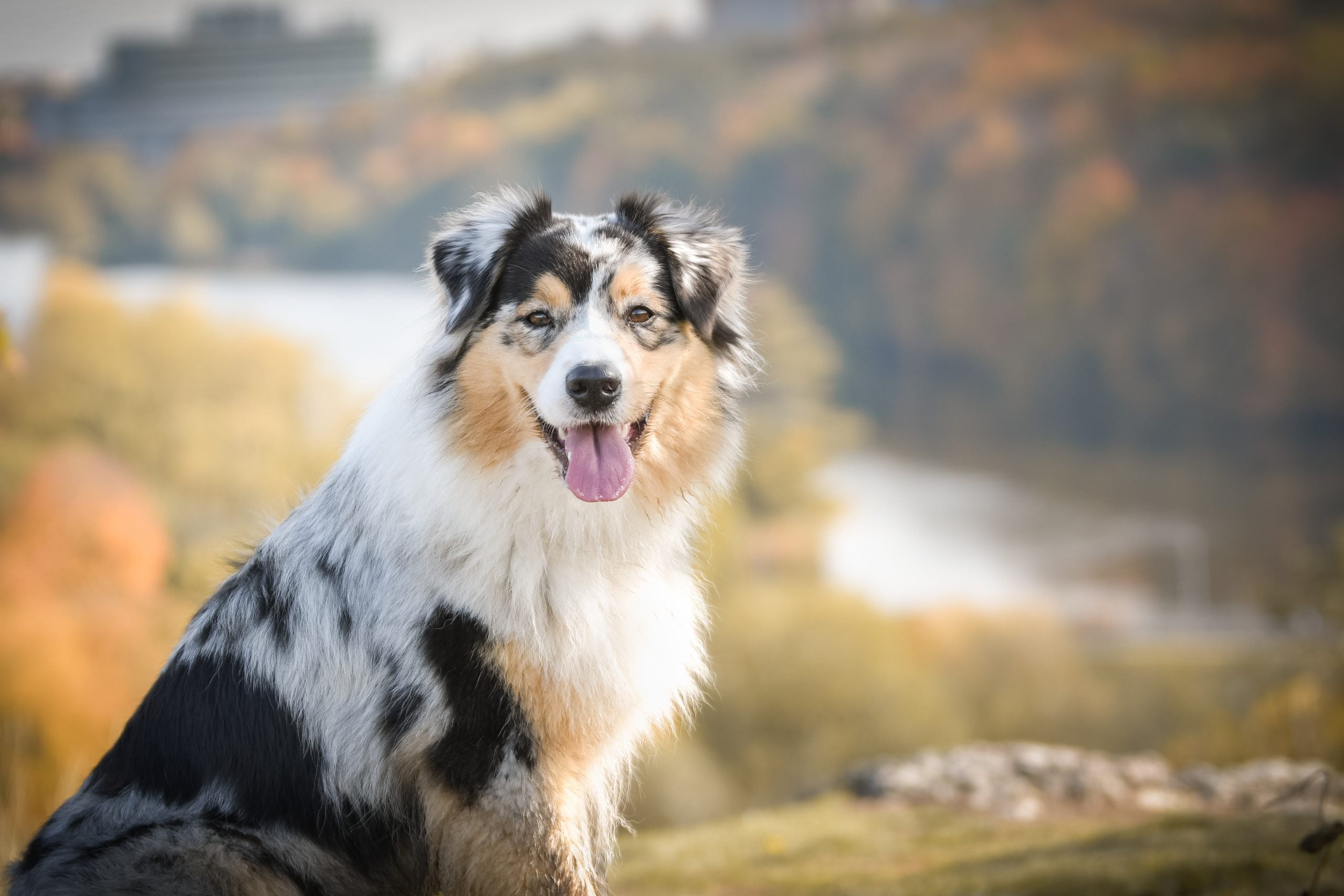 Portrait,Of,Australian,Shepherd,,Who,Is,Standing,In,Rock,Under