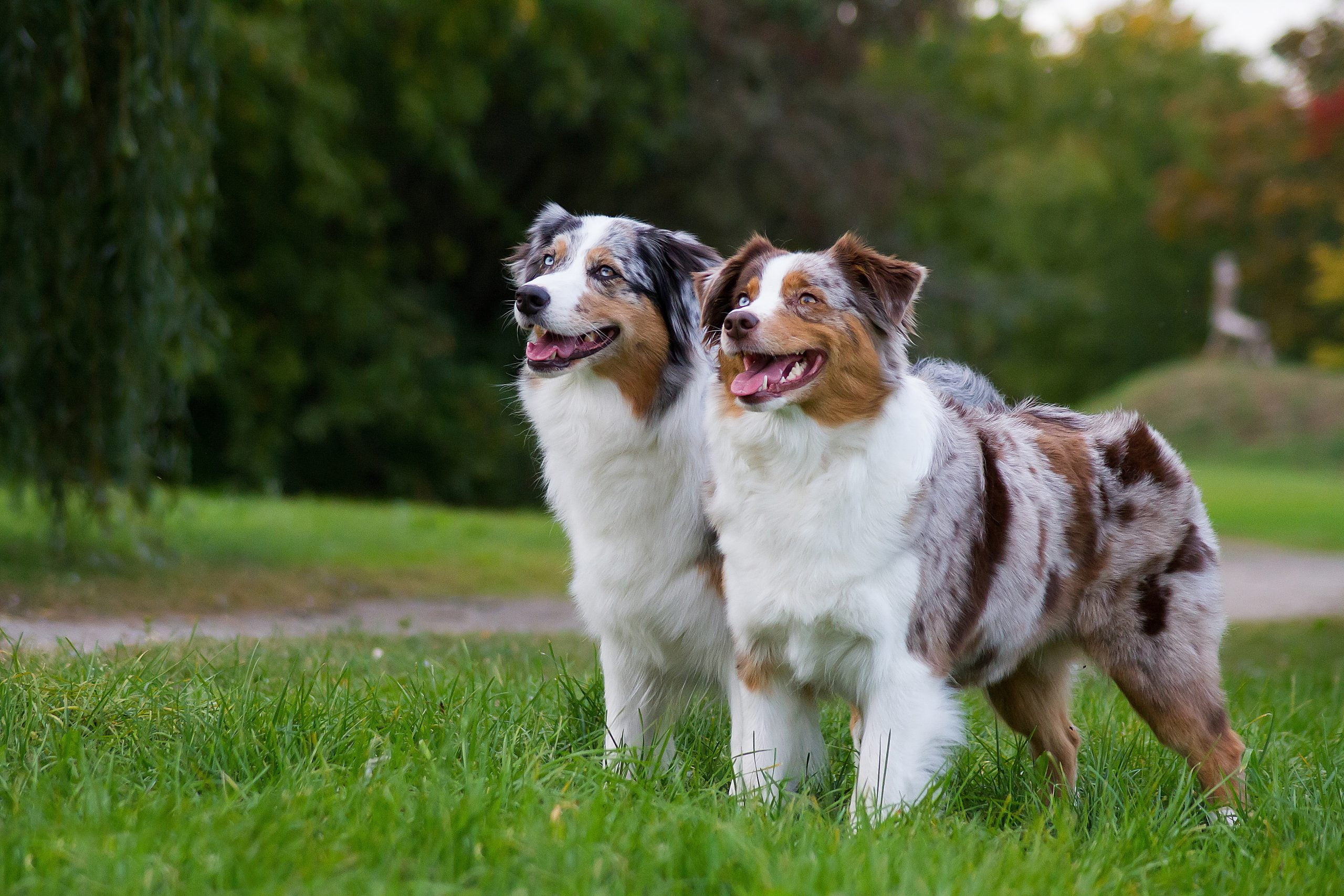 Two,Australian,Shepherd,Dogs,Standing