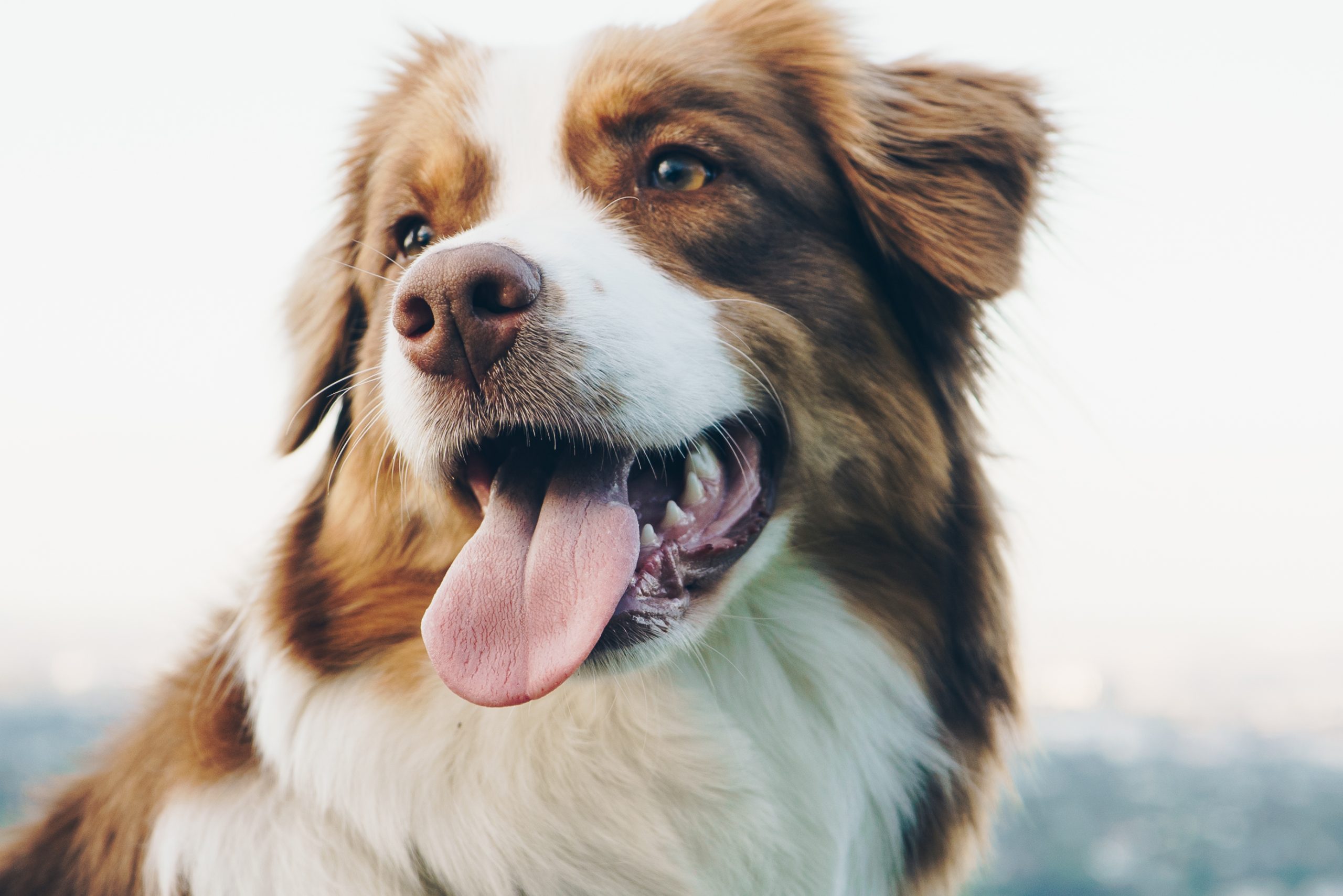 Portrait,Of,A,Beautiful,Brown,Australian,Shepherd