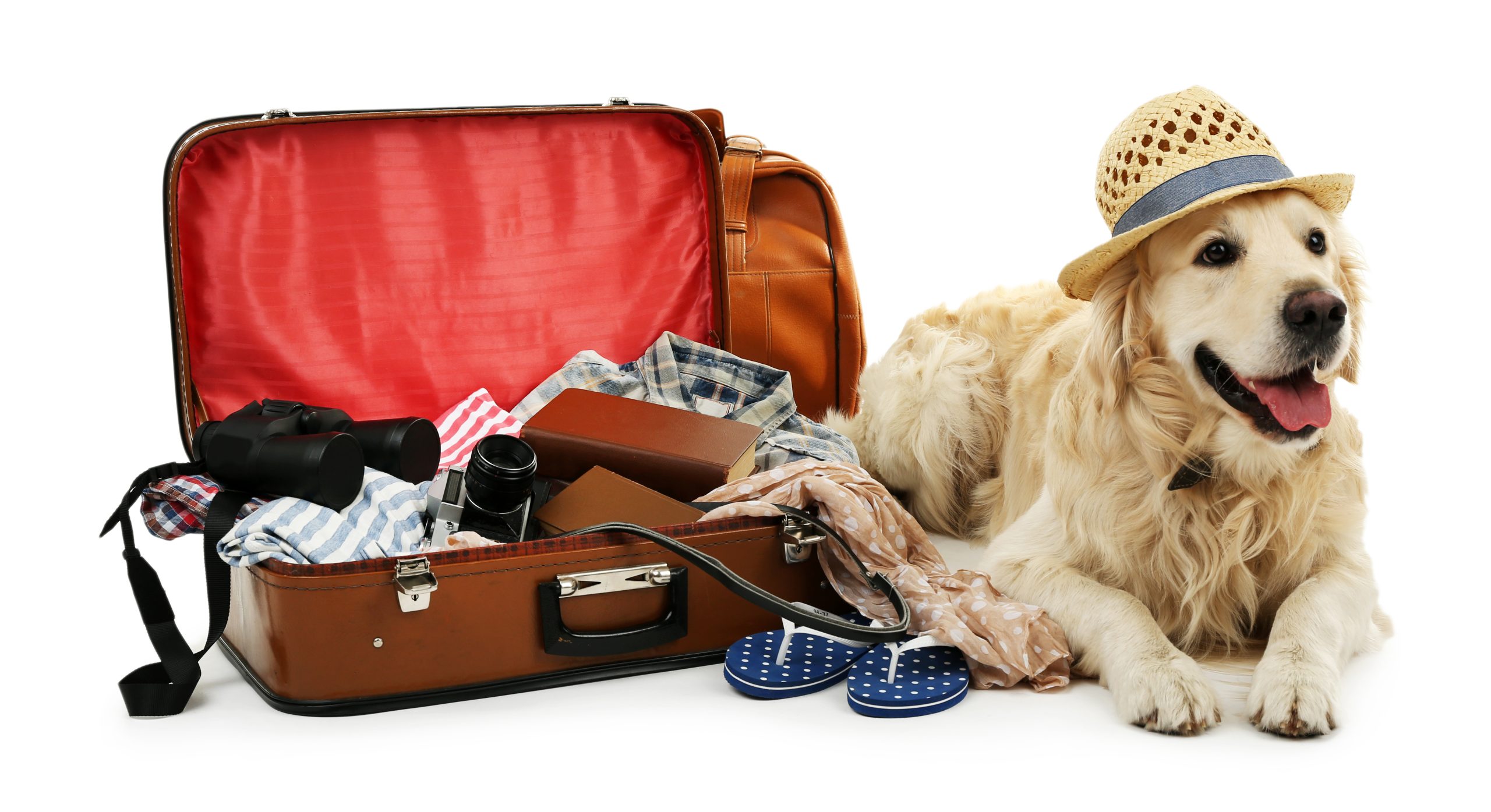 viajar com cão