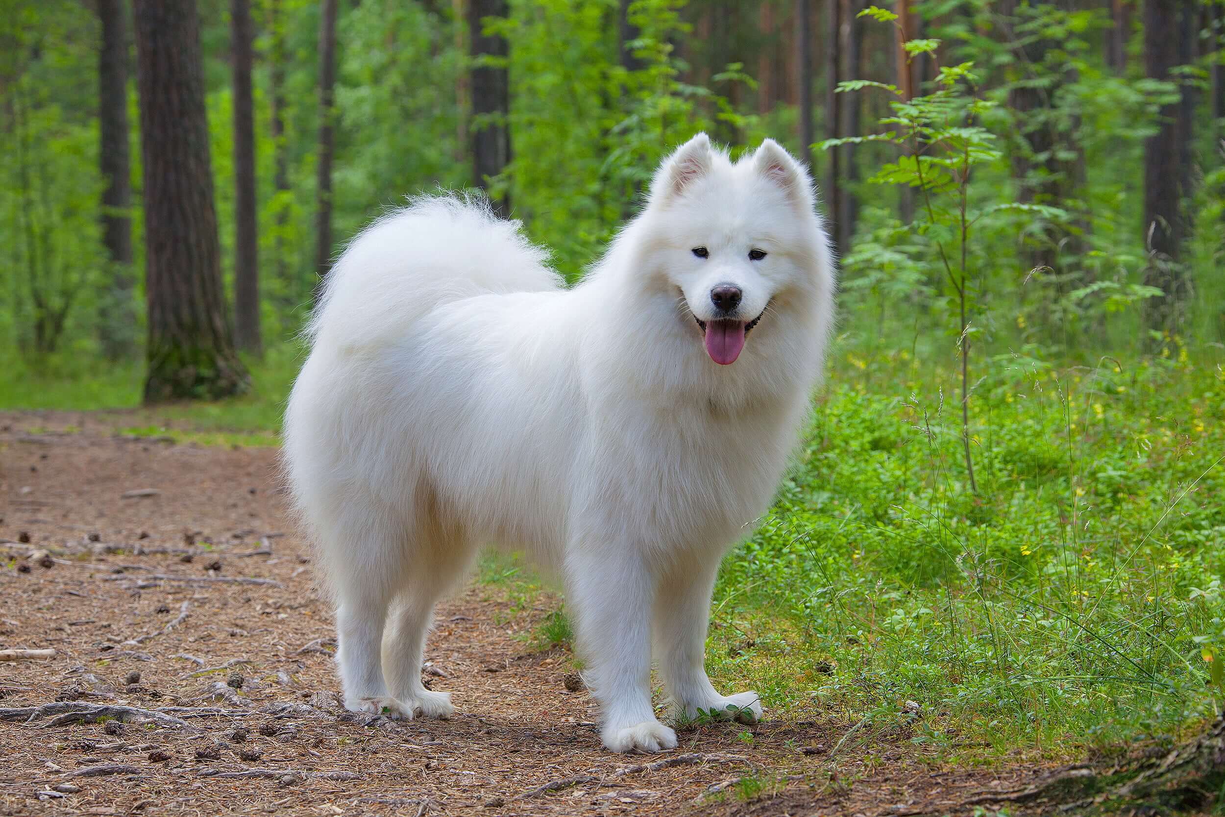 samoyed