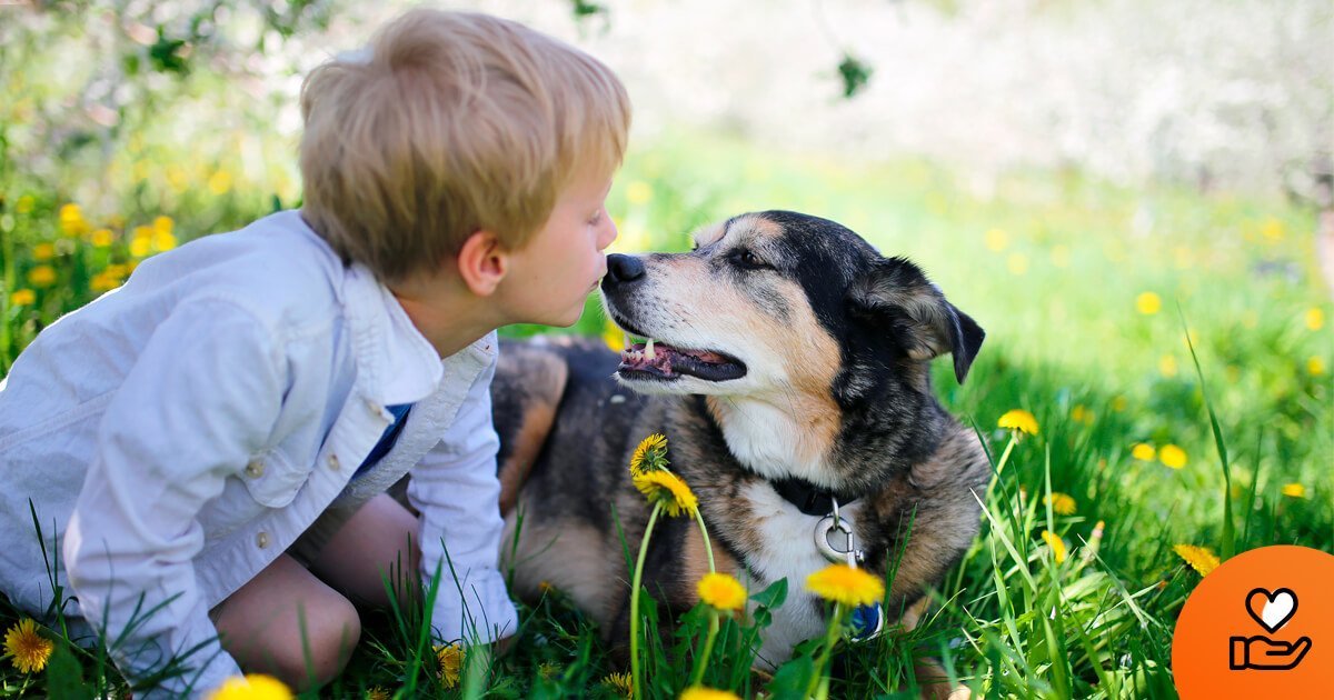 adotar um cão