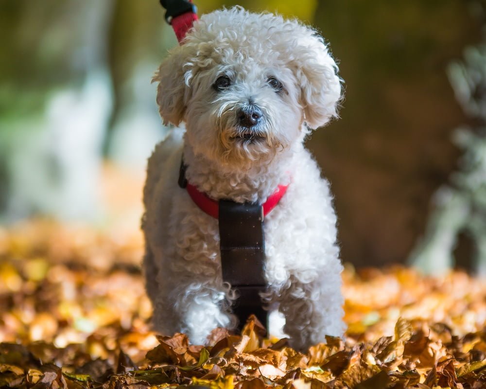 Bichon Frisé campo