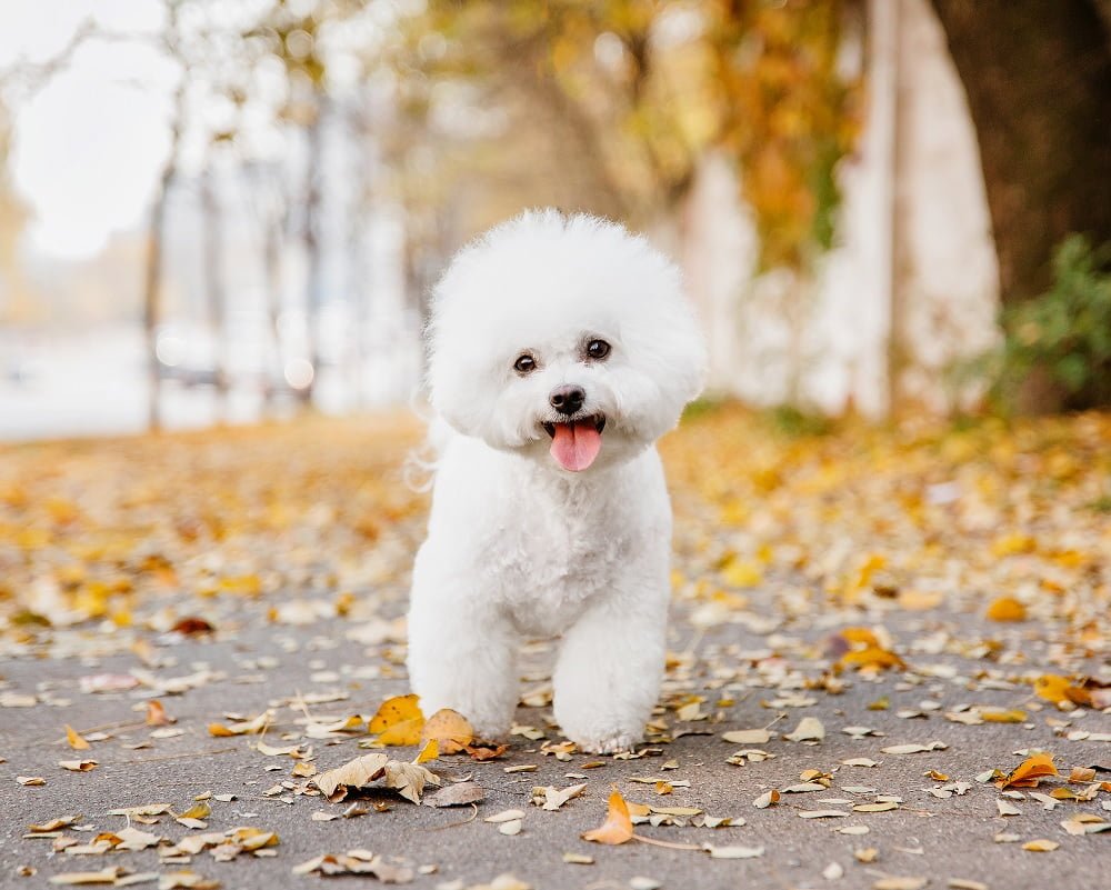 Bichon Frisé