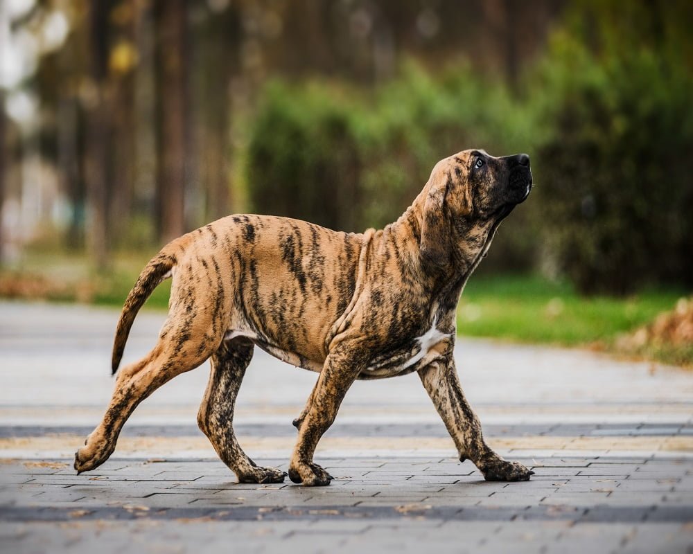 Fila Brasileiro cachorro