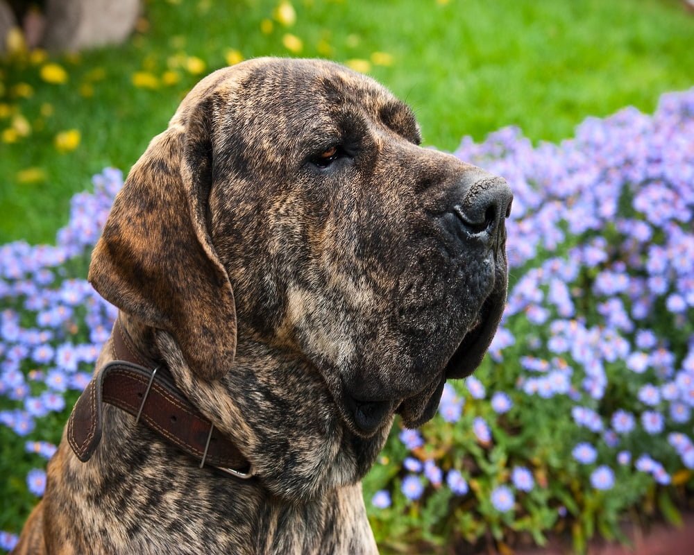 Fila Brasileiro família