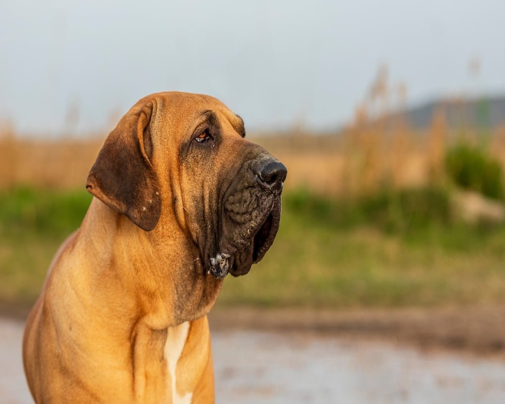 Fila Brasileiro fazenda