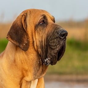 Fila Brasileiro, firma di molossoid