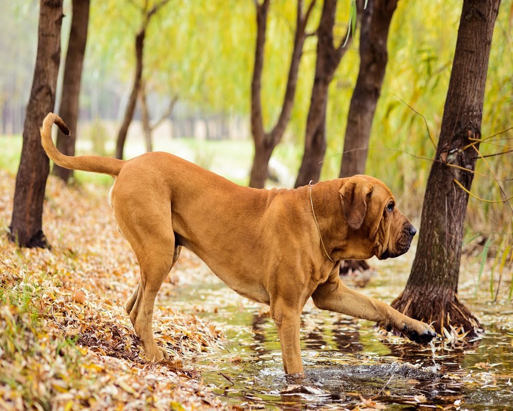 Fila Brasileiro