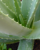 aloe vera