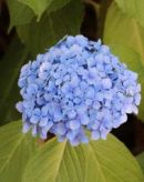 hortensia